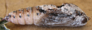 Pupae